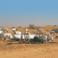 Dubai Desert Conservation Reserve - Arabian Adventures