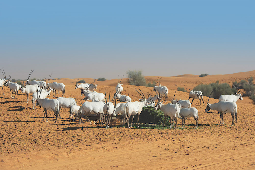 Dubai Desert Conservation Reserve