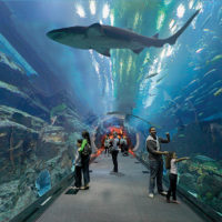 Dubai Mall Aquarium - Arabian Adventures