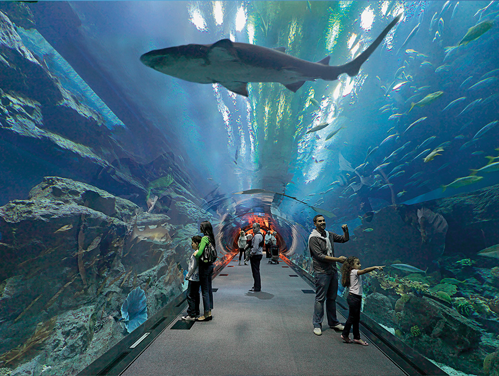 Dubai Mall Aquarium